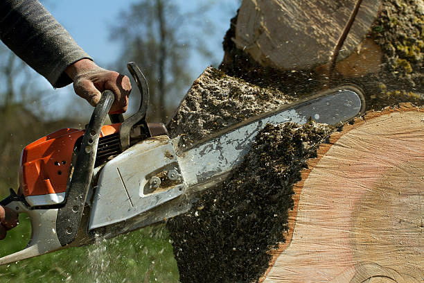 Tree and Shrub Care in Lakeland, FL